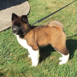 Akita Puppies from Gonza Akitas
