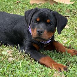 Hera (Purple collar) - Black and mahogany female Rottweiler puppy in Industry, Illinois from KDKs Kennels