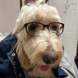 Bing - Goldendoodle