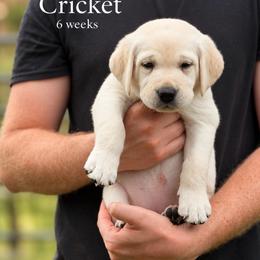 Cricket - Yellow female Labrador Retriever puppy in Camp Verde, Arizona from Cecil's Arizona Labradors