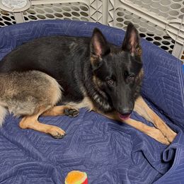 Cascha - German Shepherd