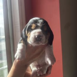 Basset Hound Puppies from Peach Blossom Bassets