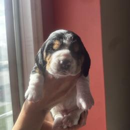 Basset Hound Puppies from Peach Blossom Bassets