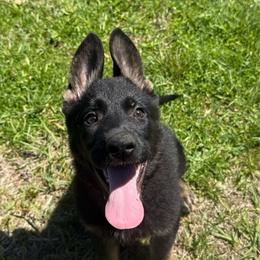 Red collar - Bi-color female German Shepherd puppy in Canterbury, Connecticut from Nachtwaechter German Shepherds, LLC
