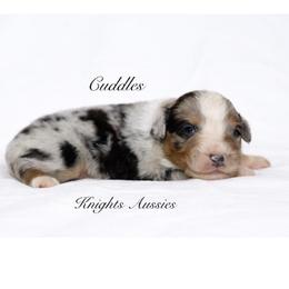 Cuddles - Blue merle male Australian Shepherd puppy in Ceres, California from Knight's Aussies