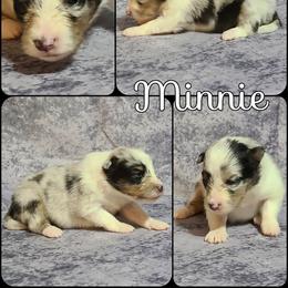 Shetland Sheepdog Puppies from Henotic Homestead's Shetland Sheepdogs