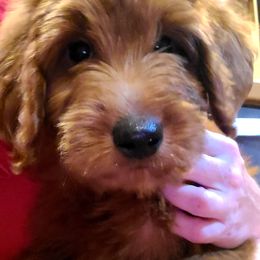 Goldendoodles from Dapper Doods