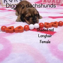 Candy 2300 - Red female Dachshund puppy in Denison, Texas from Digging Dachshunds