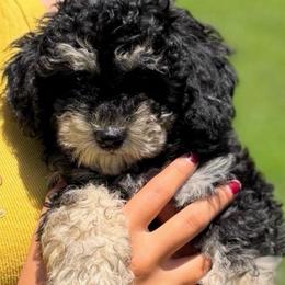 Prince - Phantom male Poodle puppy in Chattanooga, Tennessee from Joy-Fur Puppies