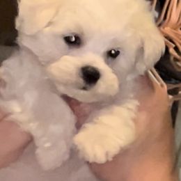 Maltese Puppies from AddaSiDanes