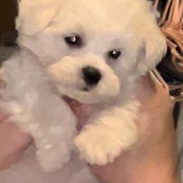 Maltese Puppies from AddaSiDanes