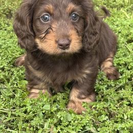 Boy 3 - Chocolate and tan male Dachshund puppy in Hialeah, Florida from Slinky Doxie 305