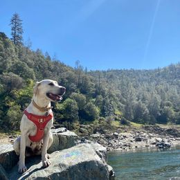 Labrador Retriever All Grown Up from Solano Retrievers