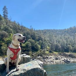 Labrador Retriever All Grown Up from Solano Retrievers