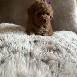Artemis - Red  female Poodle puppy in Los Banos, California from CORONA TOY POODLES