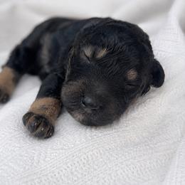 Tiramisu 'misu' - Phantom female Poodle puppy in Grovetown, Georgia from PND Kennel