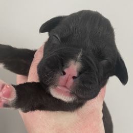 Girl 3 - Boxer puppy in Dickson, Tennessee from Braun's Boxers