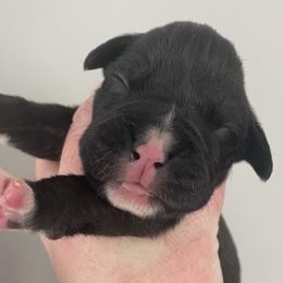Girl 3 - Boxer puppy in Dickson, Tennessee from Braun's Boxers