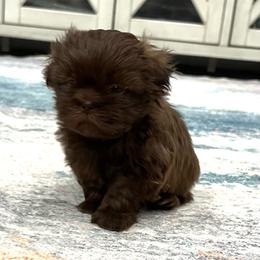Winston - Liver male Shih Tzu puppy in Fair Grove, Missouri from Hilltop Shih Tzus