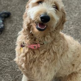 Goldendoodle All Grown Up from So Cal Goldendoodles