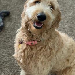 Goldendoodle All Grown Up from So Cal Goldendoodles