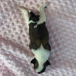 DaoDog Neo Choosen One - Black white and tan male Chinese Crested puppy in Highland Park, Michigan from Family Kennel Dao Dog