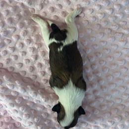 DaoDog Neo Choosen One - Black white and tan male Chinese Crested puppy in Highland Park, Michigan from Family Kennel Dao Dog