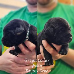 Green Collar - Black male Labrador Retriever puppy in Boyd, Minnesota from Lindley Labradors