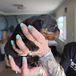 Rip - Black and mahogany male Rottweiler puppy in Salt Lake City, Utah from Snubnose Rottweilers LLC