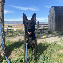 Raven - Dutch Shepherd