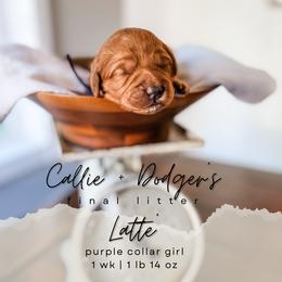 Latte - Red  female Goldendoodle puppy in Tacoma, Washington from Peninsula Doodles
