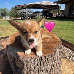 Pembroke Welsh Corgi Puppies from Susan Hohertz