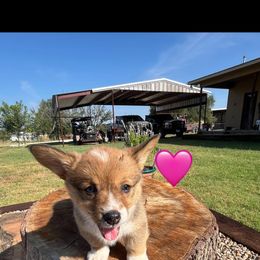 Pembroke Welsh Corgi Puppies from Susan Hohertz