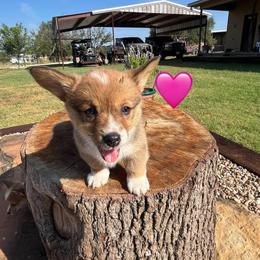 Pembroke Welsh Corgi Puppies from Susan Hohertz