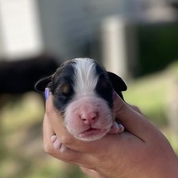 Boy 3 - Bernese Mountain Dog puppy from Milan Berners
