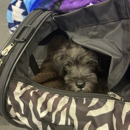 Miniature Schnauzer Puppies from Mini Schnauzers for Life