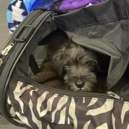 Miniature Schnauzer Puppies from Mini Schnauzers for Life