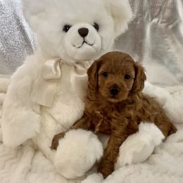Cavapoo Puppies from Rosie’s Pups MN