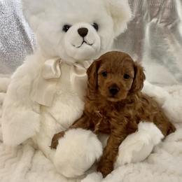 Cavapoo Puppies from Rosie’s Pups MN