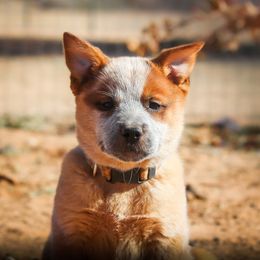 Australian Cattle Dog Puppies from Impact 3rd Australian Cattle Dogs