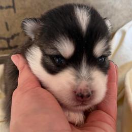 Moose - Black and white male Pomsky puppy in Mc Minnville, Oregon from West Coast Pomskies