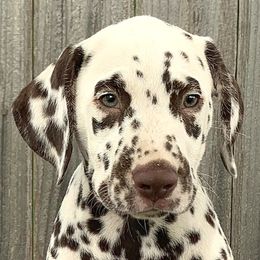 Windy,  Black collar girl - White and liver brown female Dalmatian puppy in Decatur, Alabama from Hollytree Dalmatians