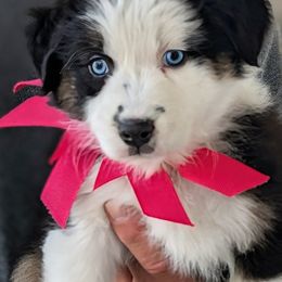Harper - Black tri-color female Australian Shepherd puppy in Falcon, Missouri from Edge Farm LLC