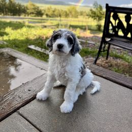 Princess Peach - Blue merle female Aussiedoodle puppy in Peyton, Colorado from Colorful Colorado Aussiedoodles