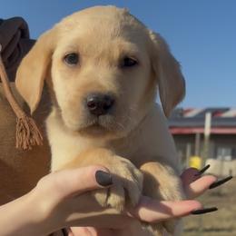 Sally - Yellow female Labrador Retriever puppy in Baldwin City, Kansas from Hedge Lane Labradors