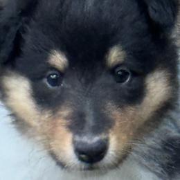 Collie Puppies from Hedge Haven Farm