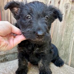 Lilly (orange) - Brindle female Scottish Terrier puppy in Chattanooga, Oklahoma from Lottie Dottie Scottie’s and Papillons