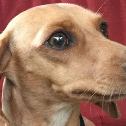 Piper - Dachshund