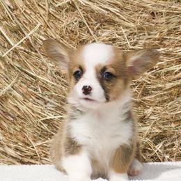 Lauren - Fawn female Pembroke Welsh Corgi puppy in Gober, Texas from Trigger Time Kennels