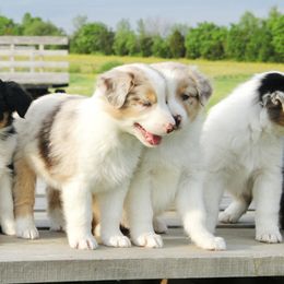 Australian Shepherd Puppies from Real McCoy Australian Shepherds